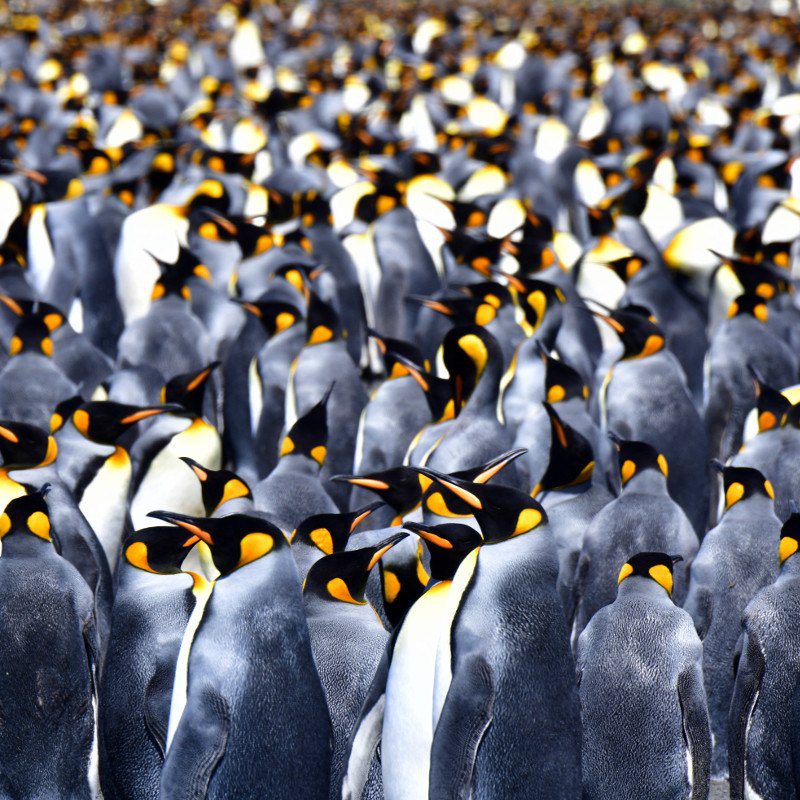 Counting penguins in Antarctica