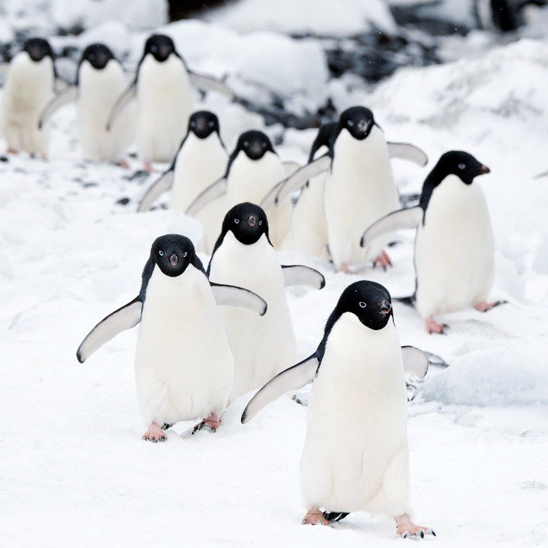 Gentoo penguins