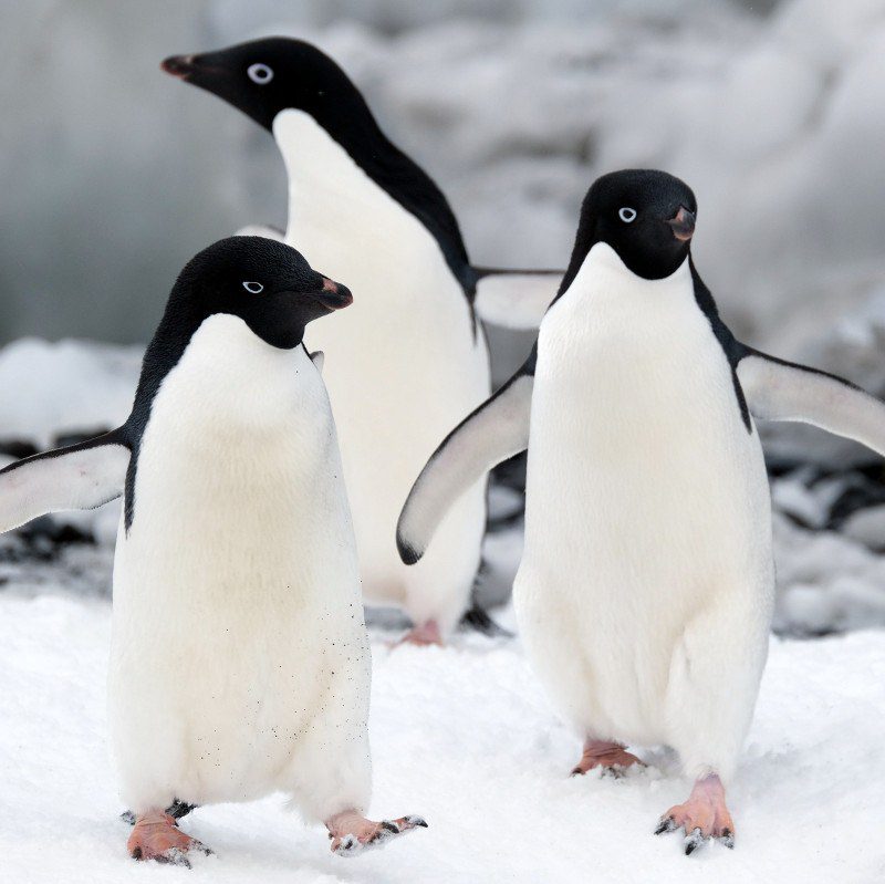 Adelie Penguins in Antarctica