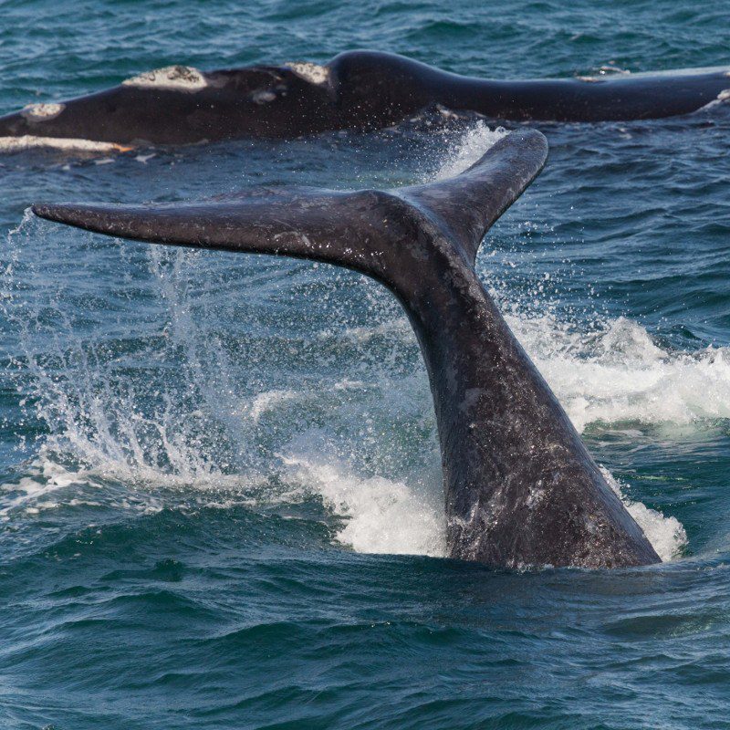 Southern Right Whale