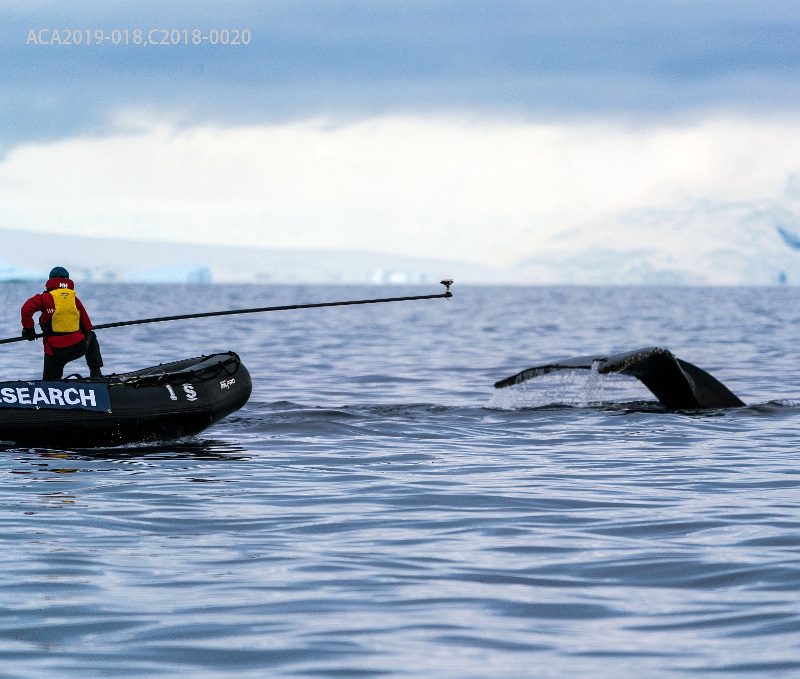 Scientists tagging whales in Antarctica