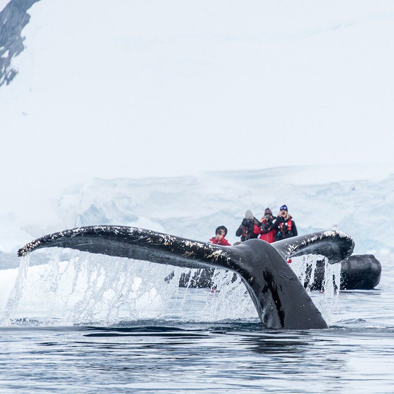 Whale sighting in Antarctica