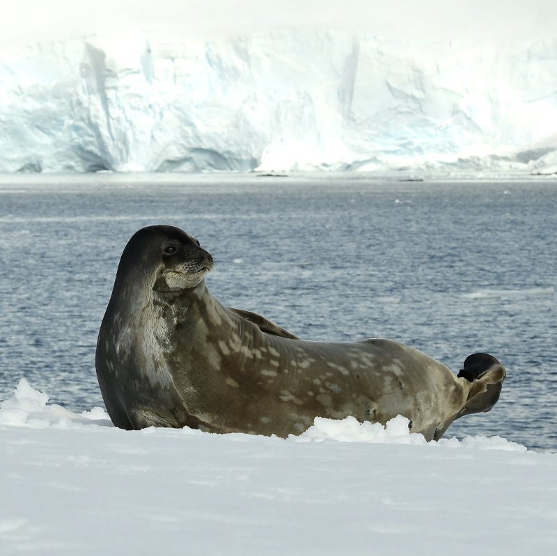 Cierva Cove Leopard Seal Antarctica Polar Latitudes