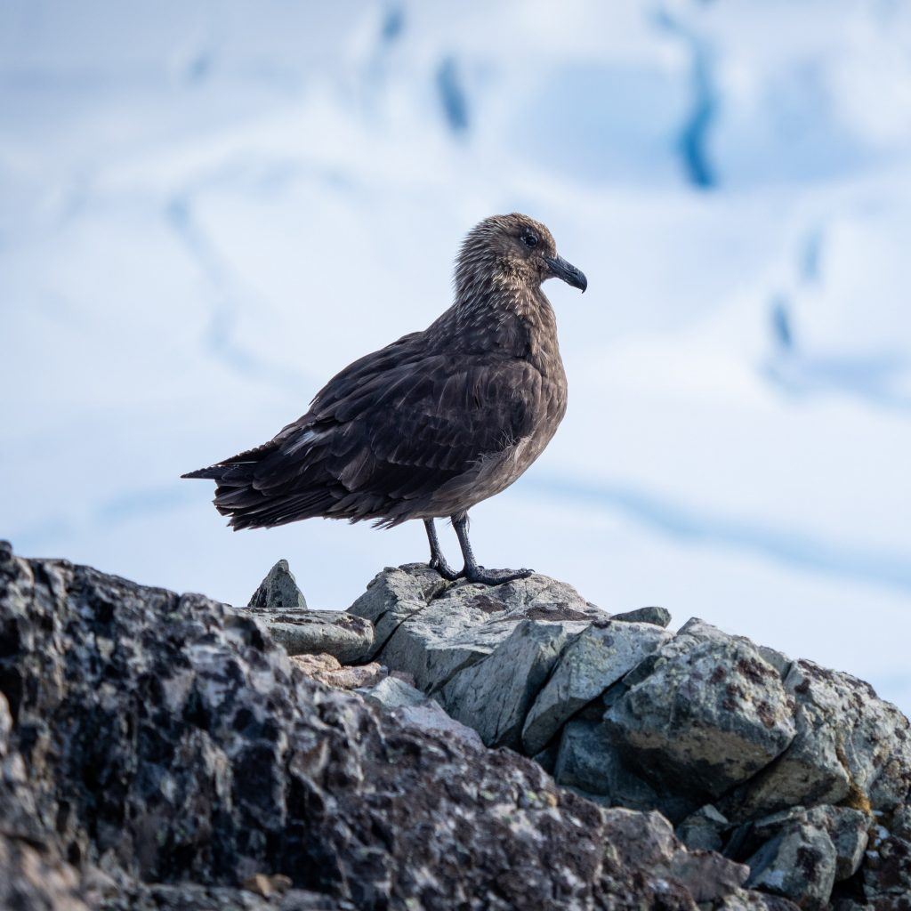 Brown Skua