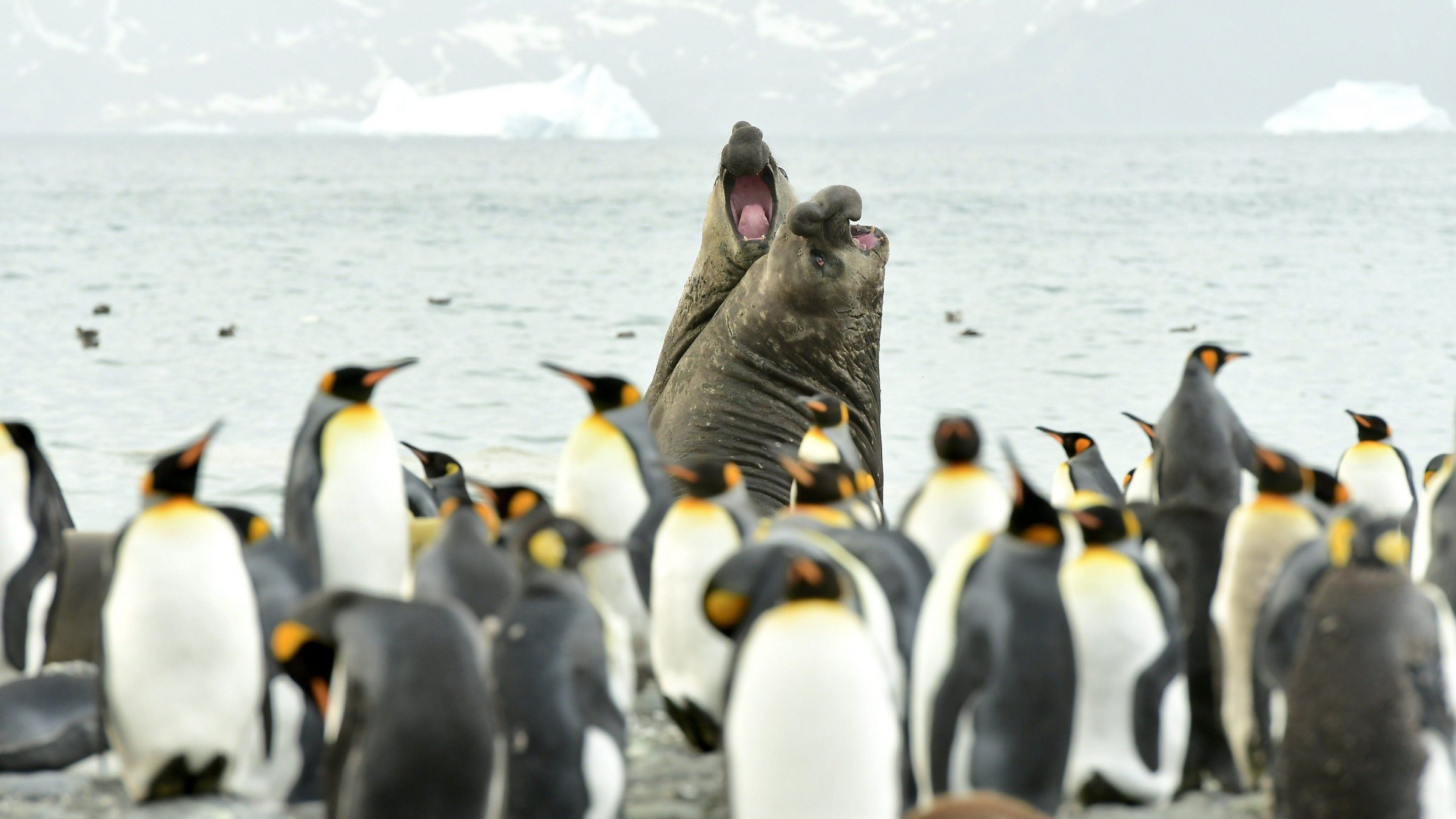 Scientists tagging whales in Antarctica