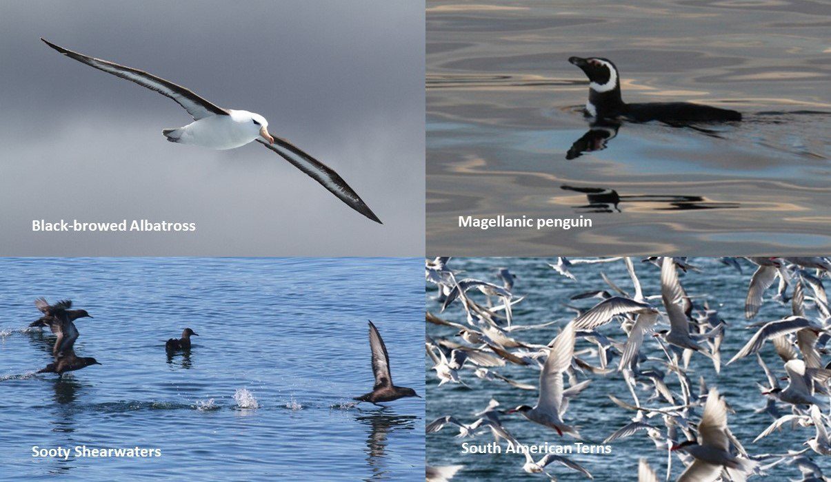 Counting penguins in Antarctica