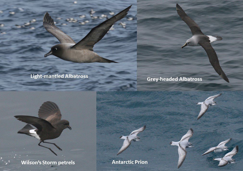 Counting penguins in Antarctica