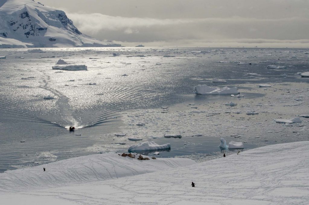 Counting penguins in Antarctica