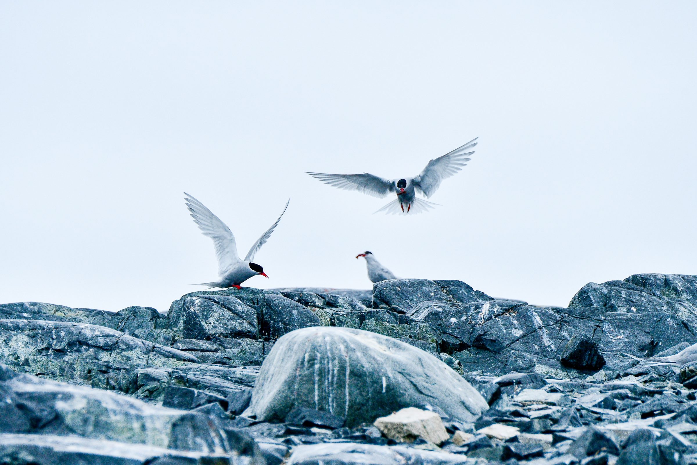 Arctic Terns