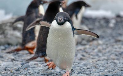 The Adèlie Penguin