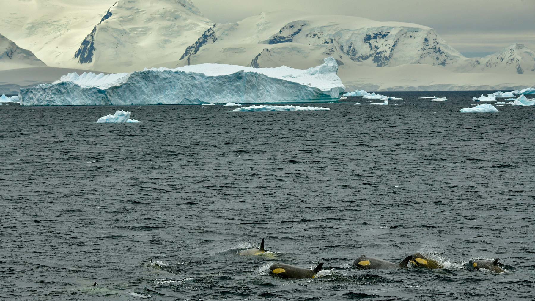 Counting penguins in Antarctica