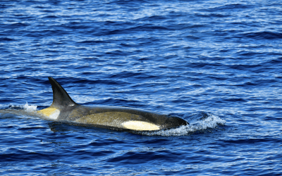 Whales You Can See in Antarctica