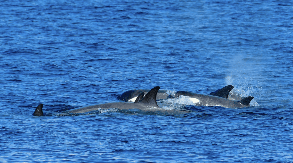 Orca Pod