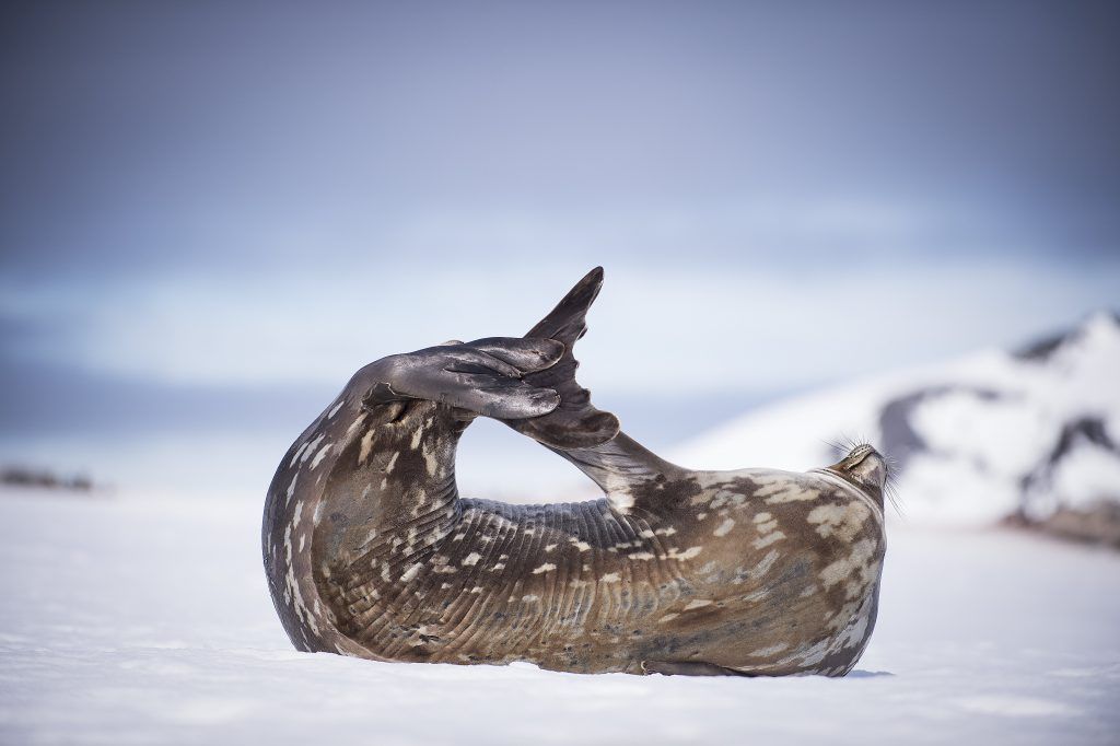 weddell seal