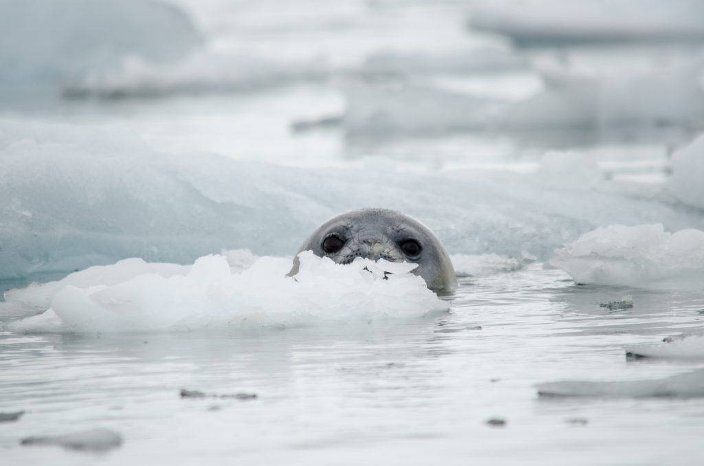 Counting penguins in Antarctica