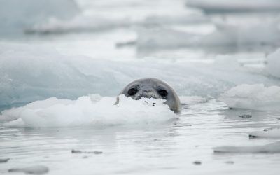 The Weddell Seal