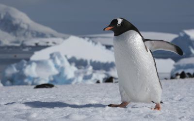 Landing Spotlight – Cuverville Island