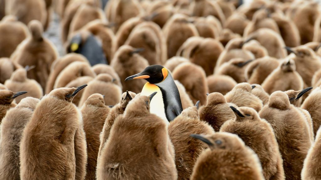 Counting penguins in Antarctica