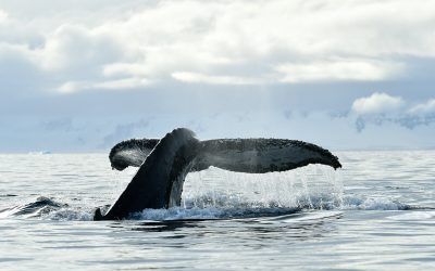 Wildlife in Antarctica