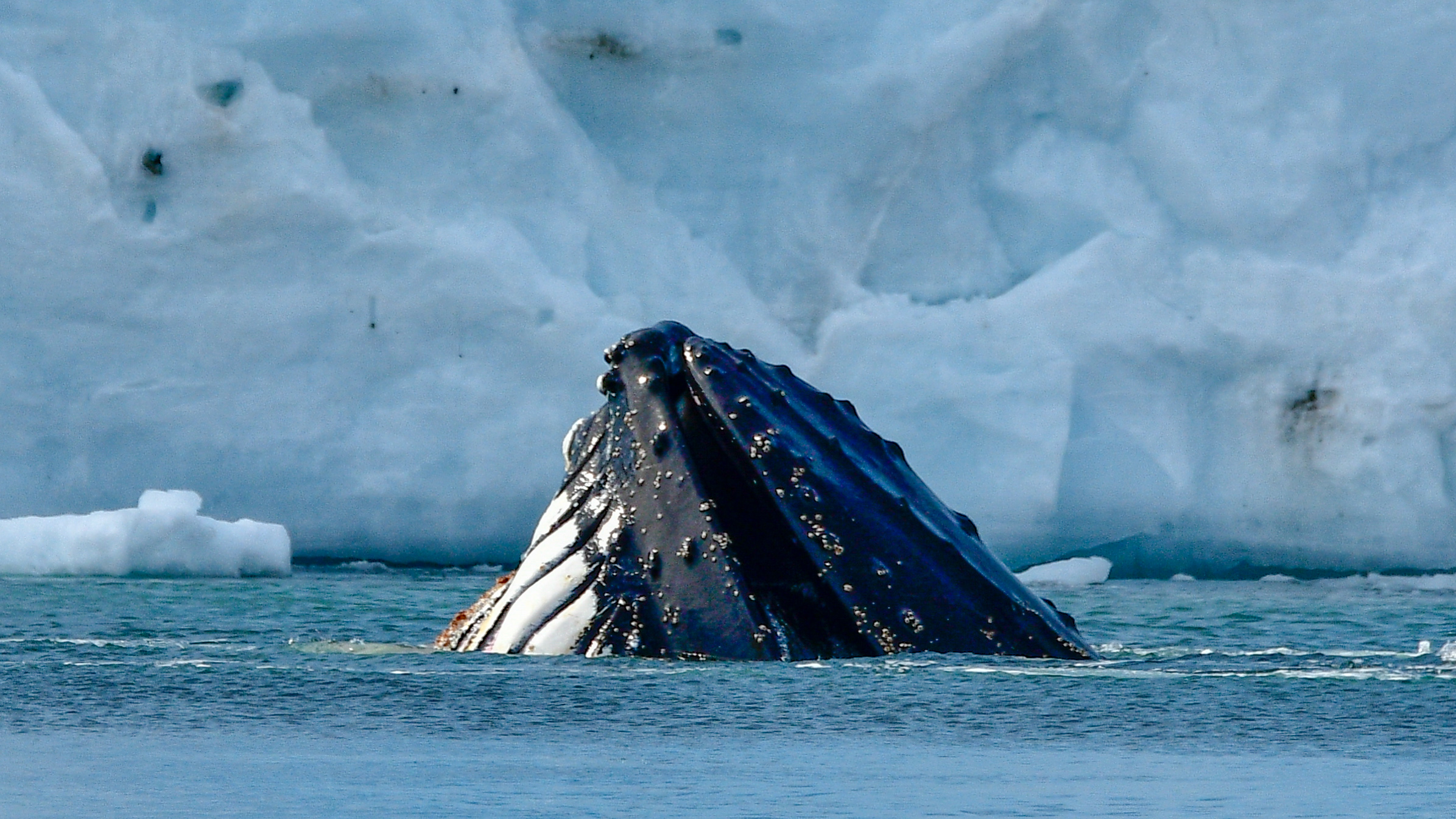 whale in antarctica