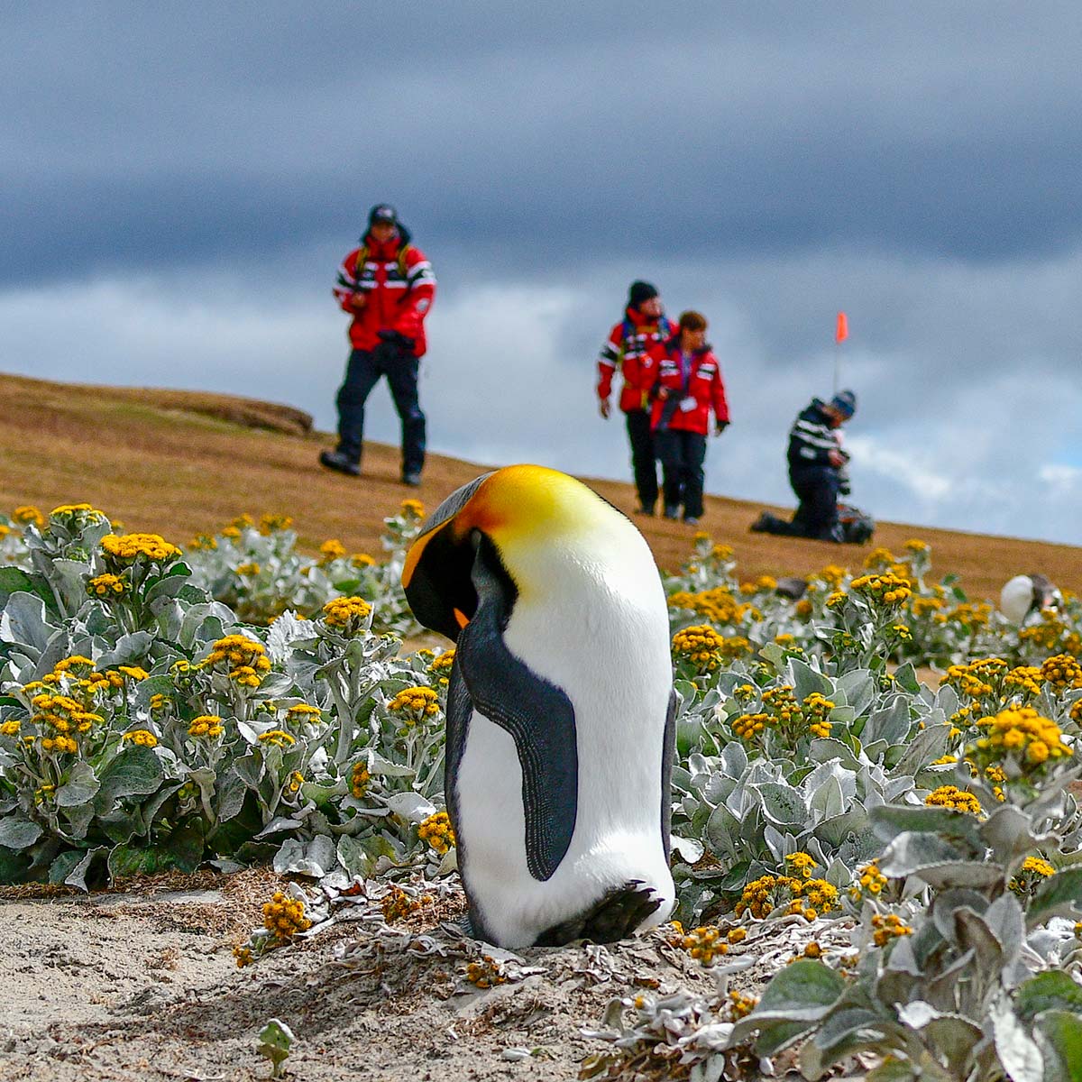 penguin-wildflowers-square Uummannaq