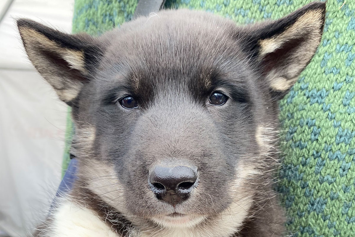 Greenland-general-wildlife-pup