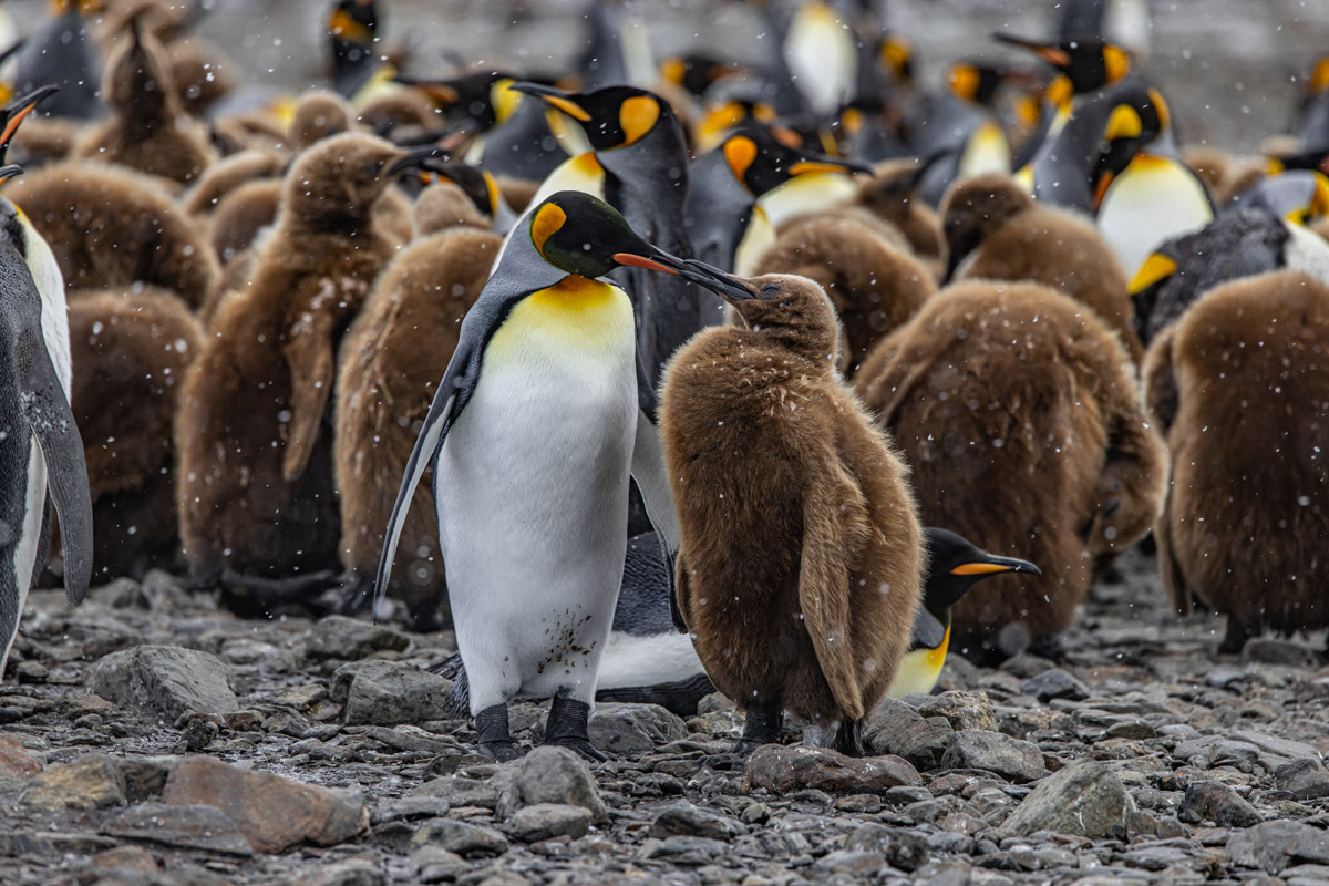 king-penguin_Fortuna-Bay Adult king penguin and chick spotted at Fortuna Bay