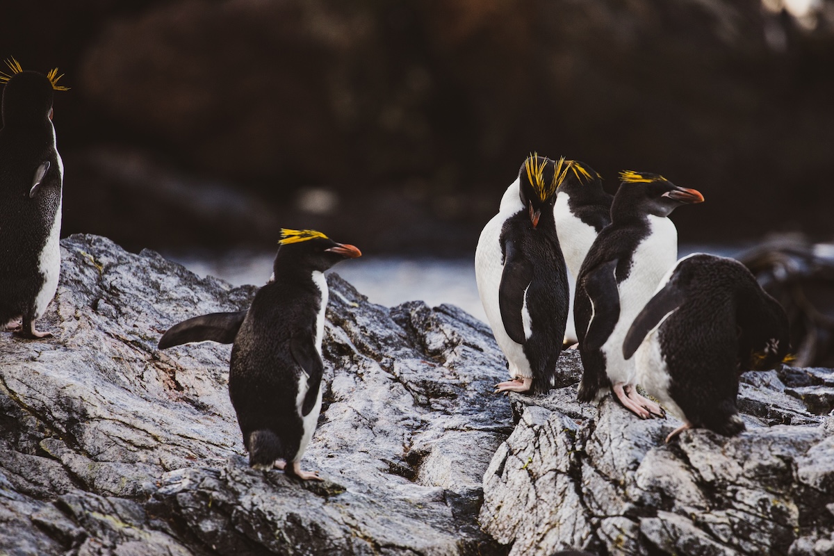 A Macaroni penguin resting peacefully with its chicks.