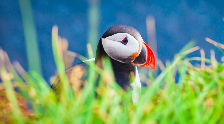 Iceland_Isafjordur_horned_puffin_002_SS-short