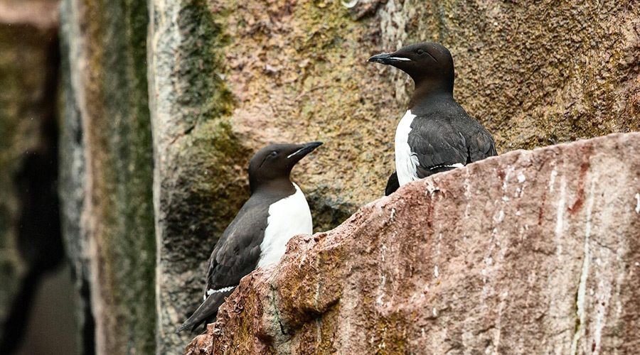 Norway_Svalbard_Auks-short