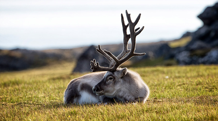 Norway_Svalbard_reindeer_short