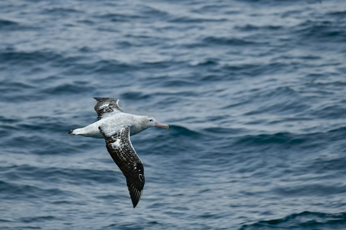 Wandering-Albatross-Southern-Ocean-Philip-Stone wandering albatross flying