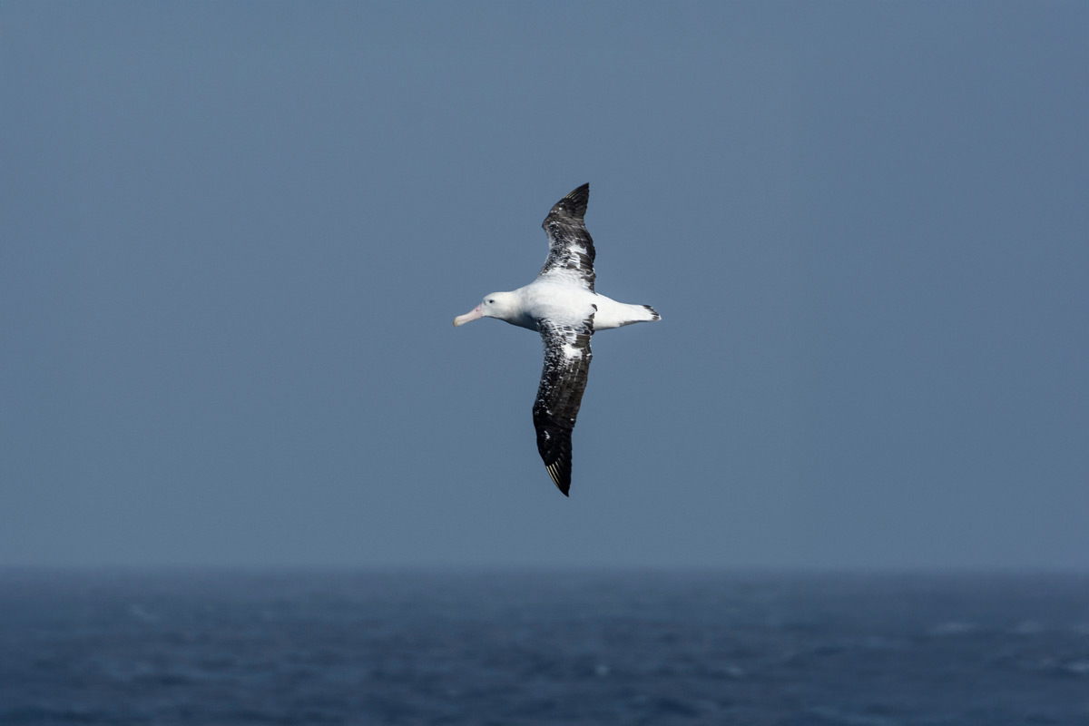 Wandering-Albatross wandering albatross flying