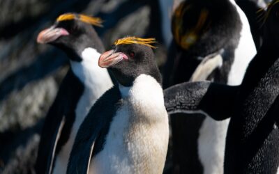 Macaroni Penguin