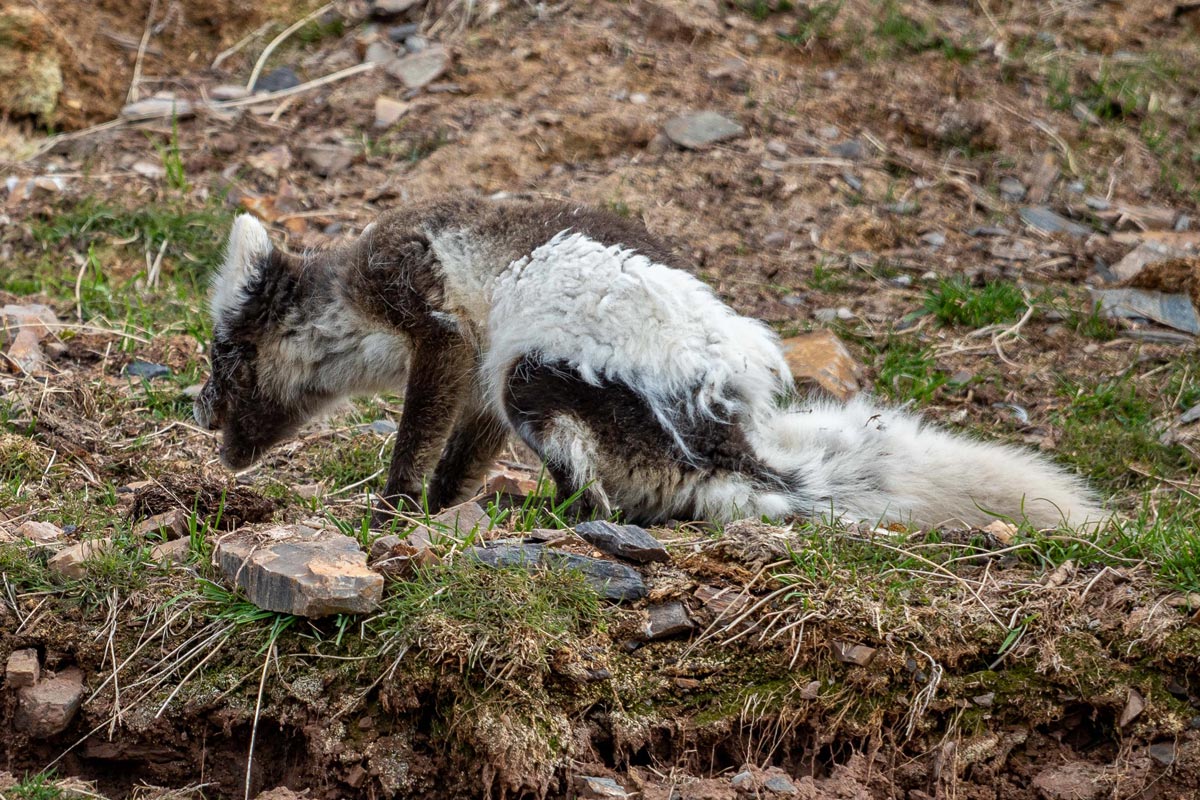 An Arctic fox with its fur changing colors