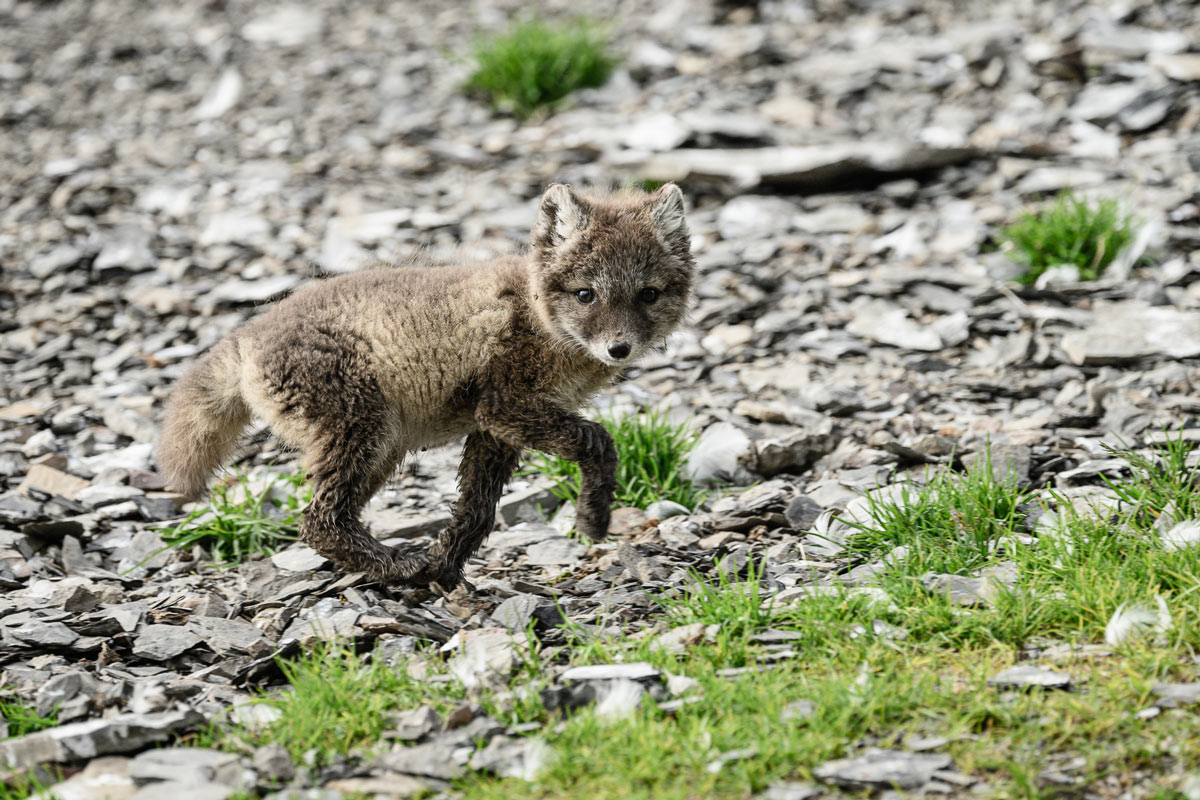 Arctic fox pup