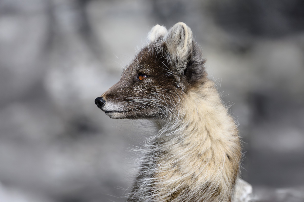 Portrait of an Arctic fox