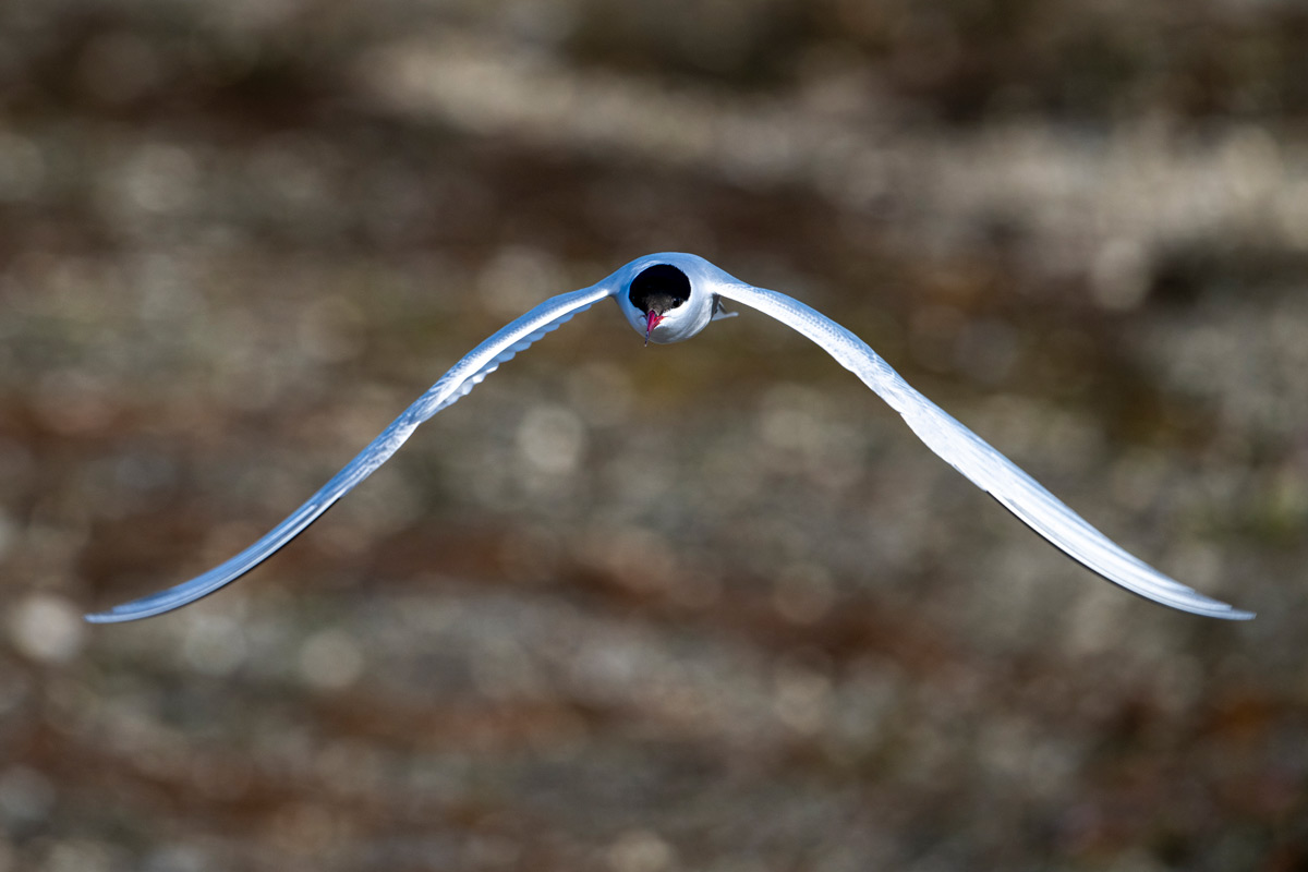 arctic-tern-flying Arctic tern flying in the skied of Ny Alesund