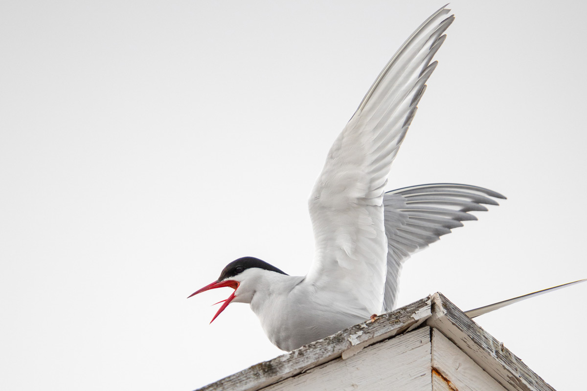 arctic-tern Arctic tern with its beak open making a call
