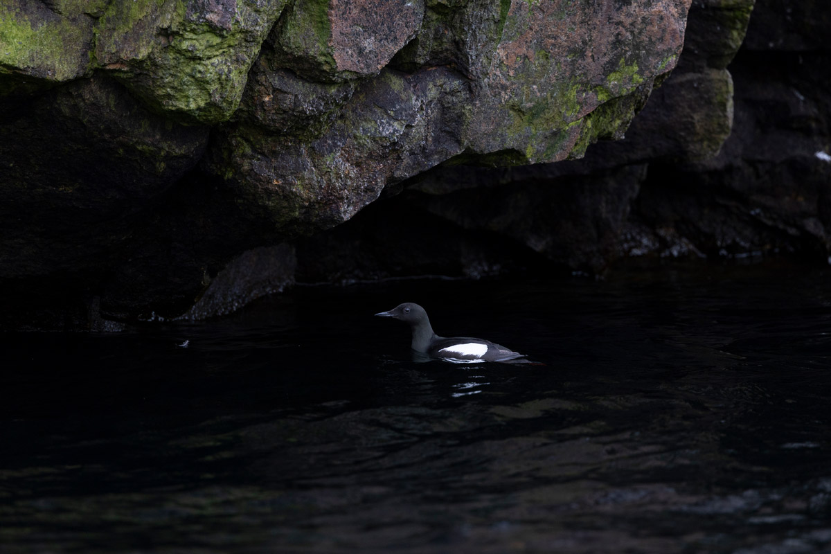 black-guillemot-lower-savage-islands Black guillemot in the waters around Lower Savage Islands