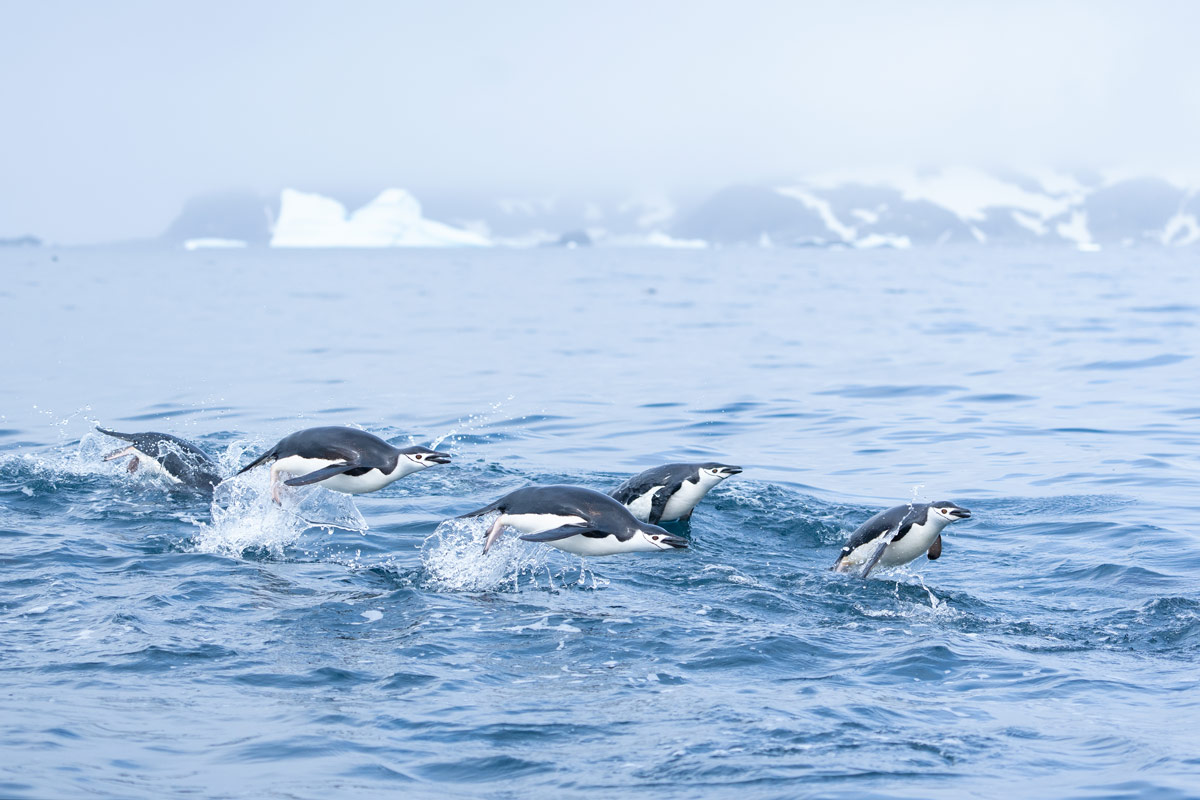chinstrap-penguins-cierva-cove chinstrap penguins spotted jumping in cierra cove