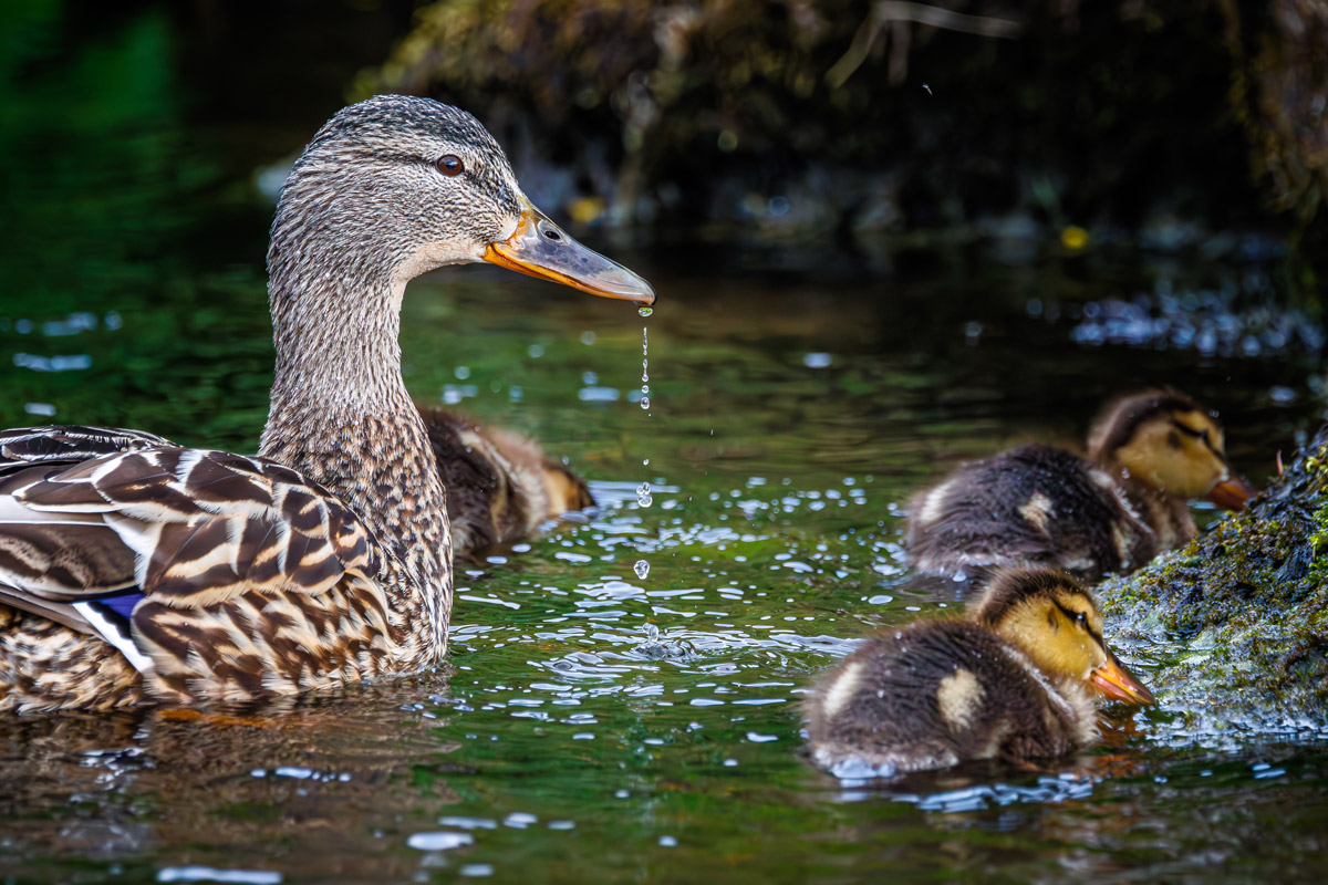 Female common eider with its chicks