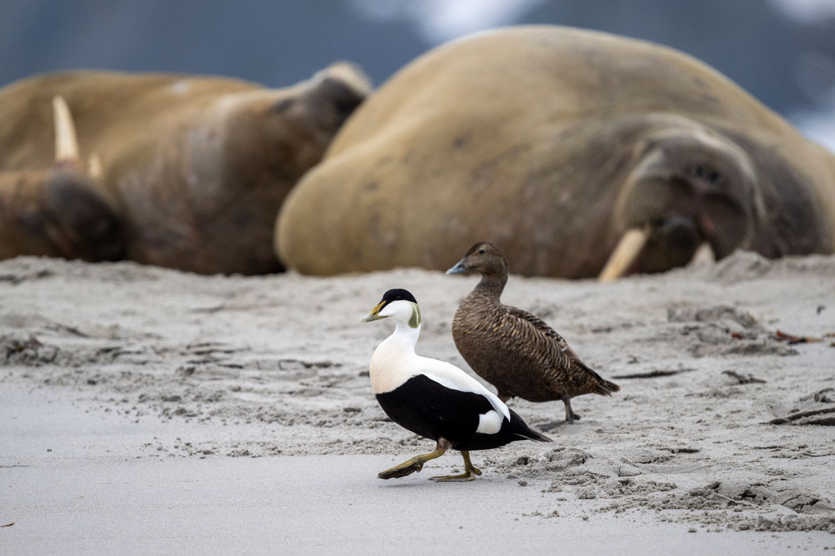 A male and female common eider peacefully walk in Magdalenefjorden, with walruses visible in the background.
