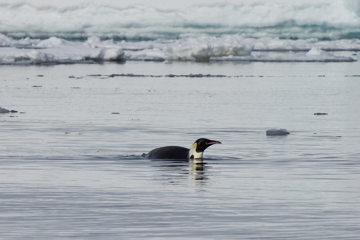 Emperor penguin in the cold waters from Charlotte Bay