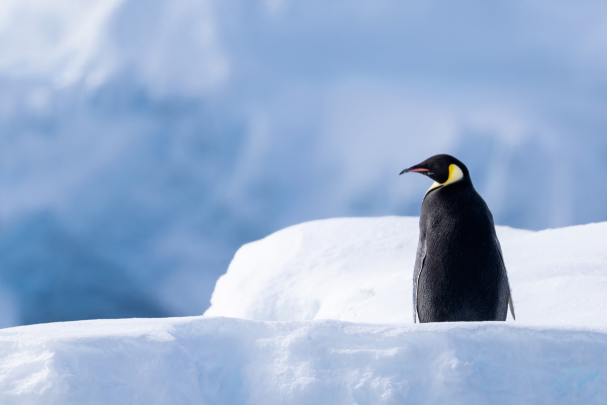 Emperor penguin among the ice and cold weather at Charlotte Bay