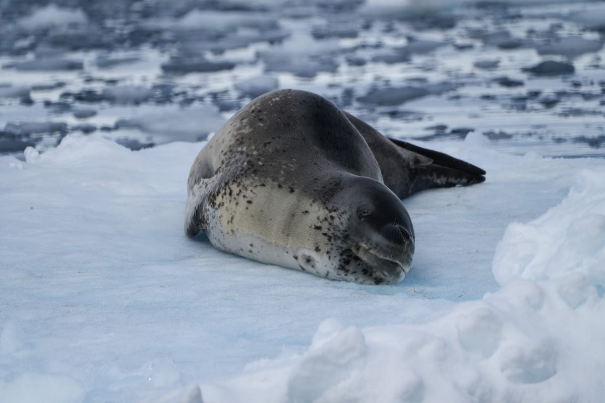 Leopard Seal