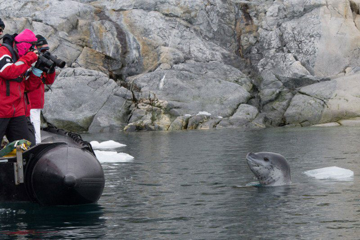 leopard-seal-antarctica-zodiac leopard seal spotted by our guests