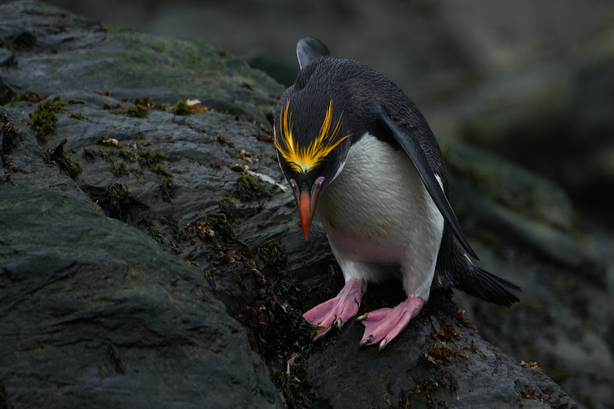 Macaroni penguin at Cooper Bay 