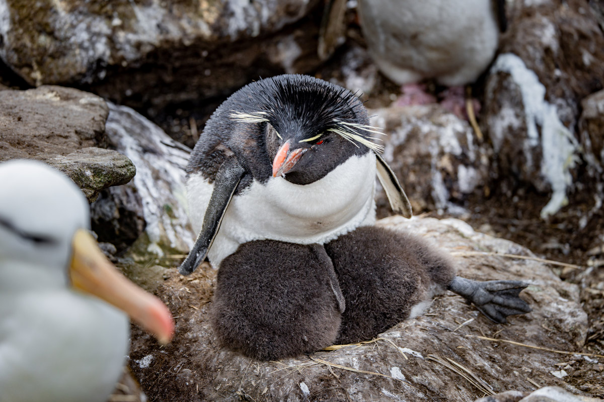 A Macaroni penguin resting peacefully with its chicks.