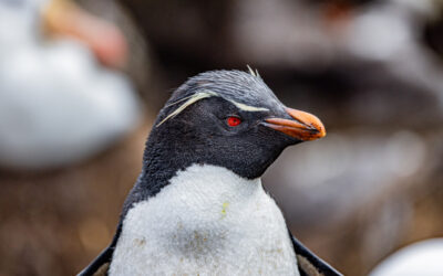 Macaroni Penguin